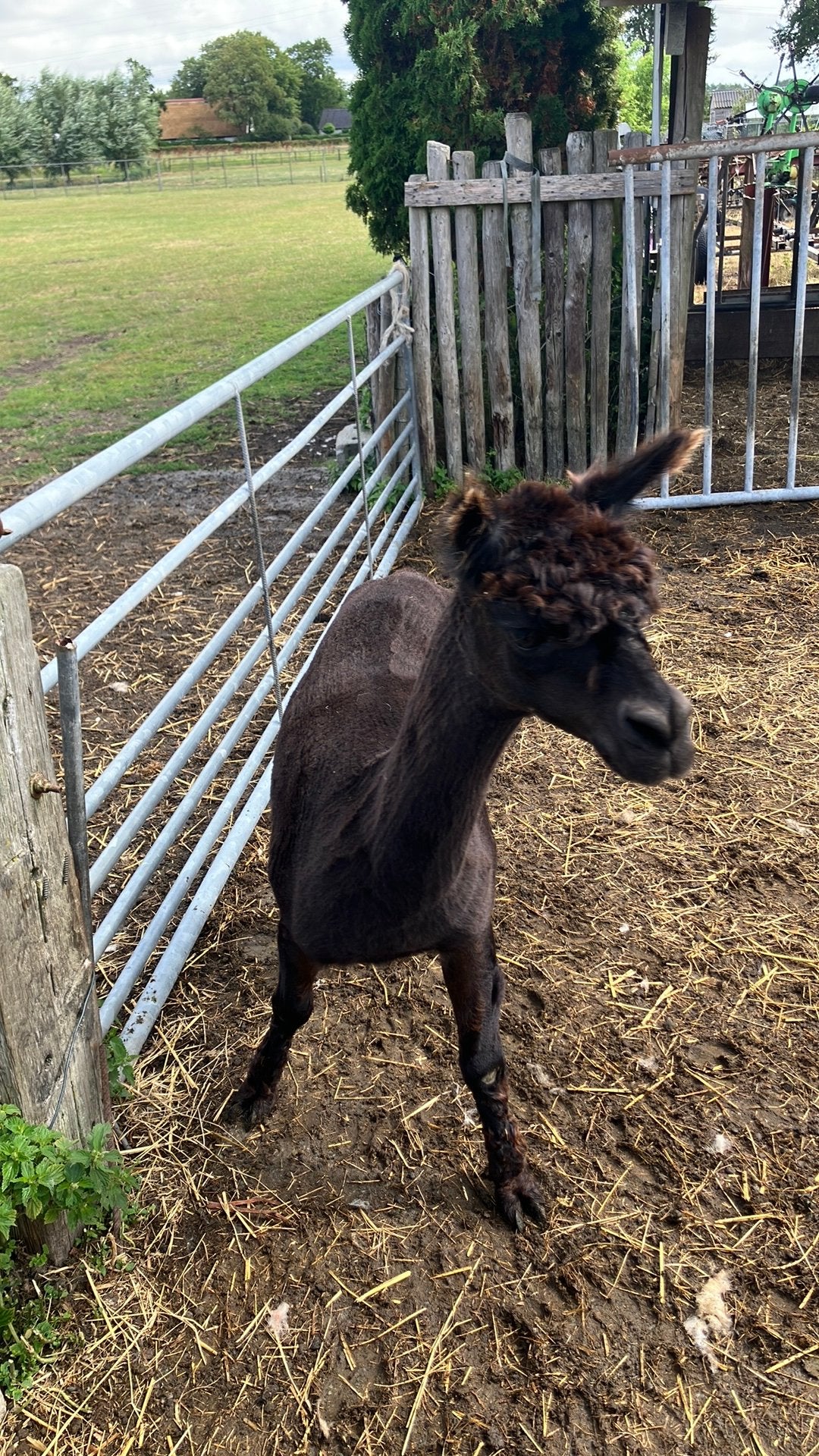 Alpaca (dek) hengst, Dieren en Toebehoren, Overige Dieren, Juli, Mannelijk