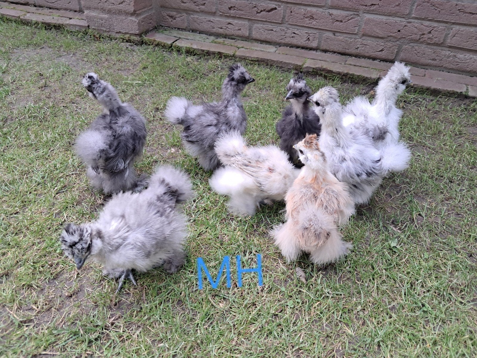 Zijdehoender usa hennen 6.5 week oud. En broedeieren, Dieren en Toebehoren, Vrouwelijk, Kip