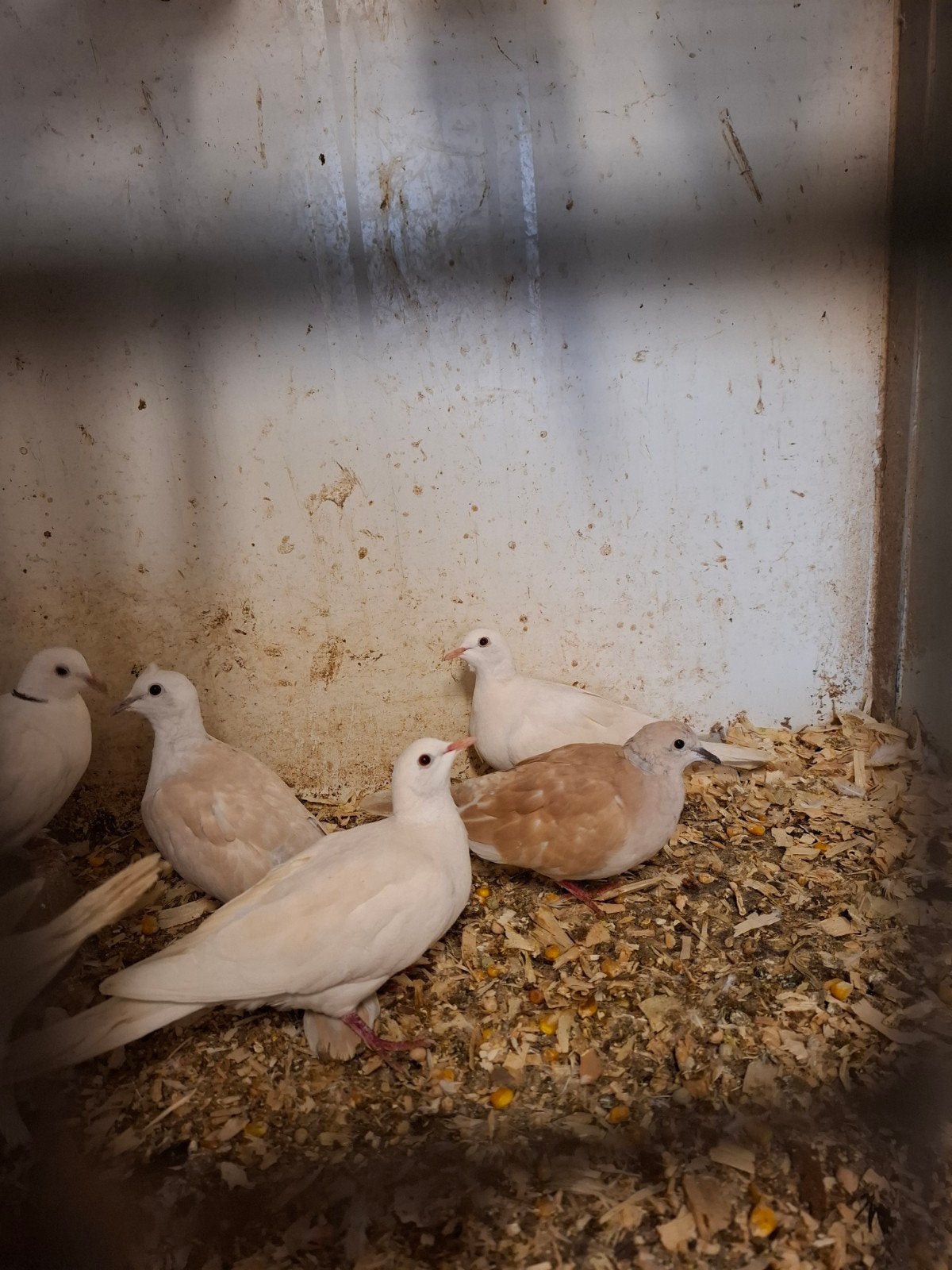 2 Mooie Koppels tortelduiven in aparte kleuren, Dieren en Toebehoren