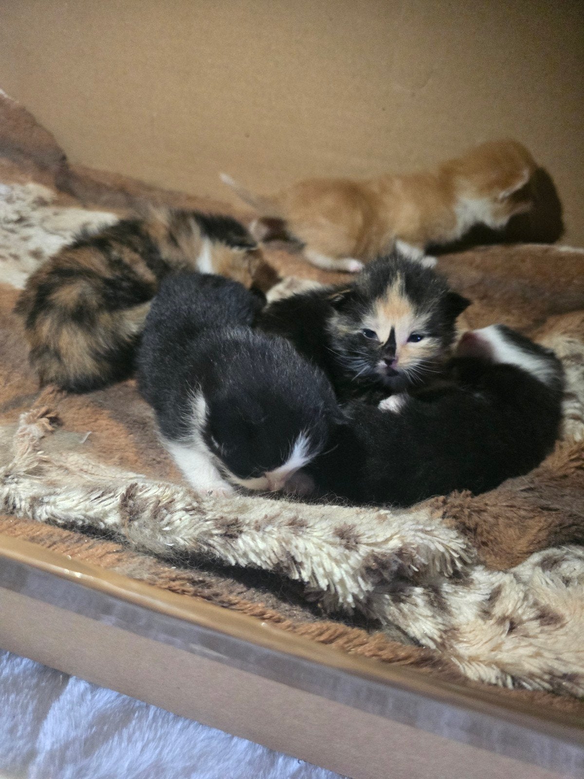 Superlieve mooie kittens, Geslacht onbekend, Kortharig, 0 tot 2 jaar