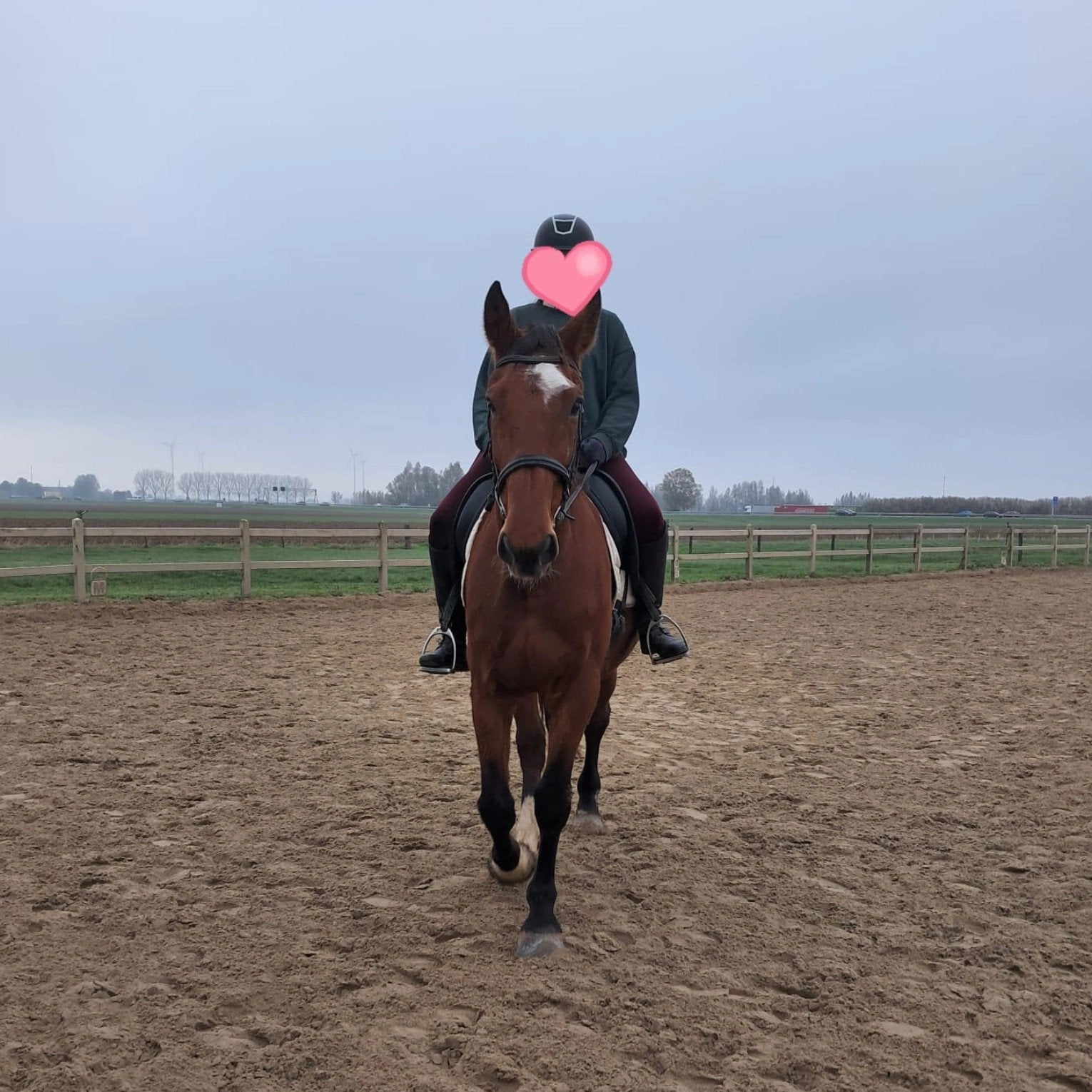 verzorg/bijrijd paard gezocht!, Ophalen of Verzenden, Nieuw