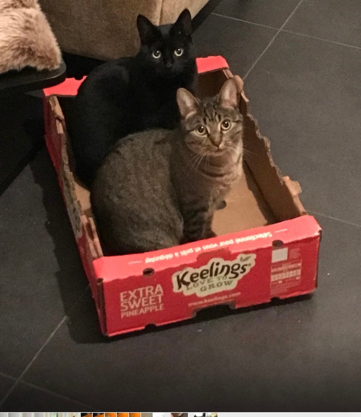 2 poezen zoeken een liefdevol thuis, Dieren en Toebehoren, Ophalen