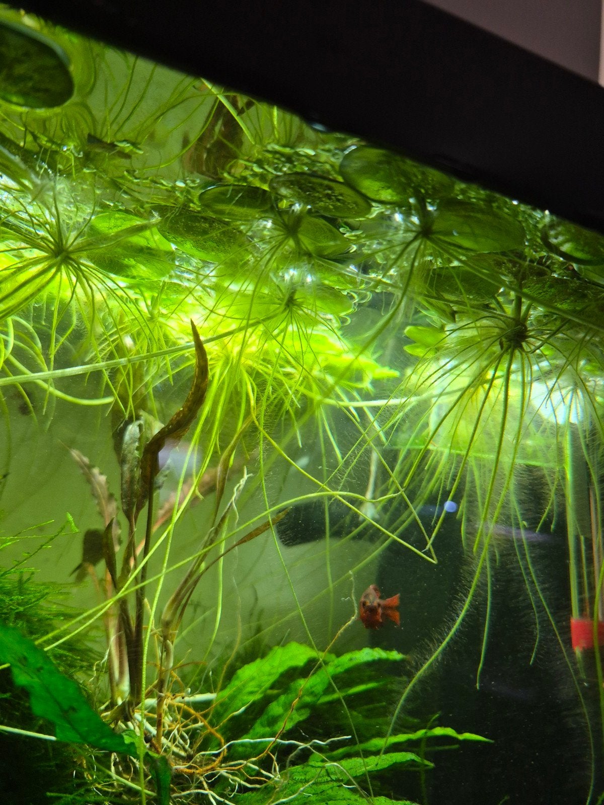 drijvende aquariumplantjes, Ophalen, Plant(en), Steen of Hout