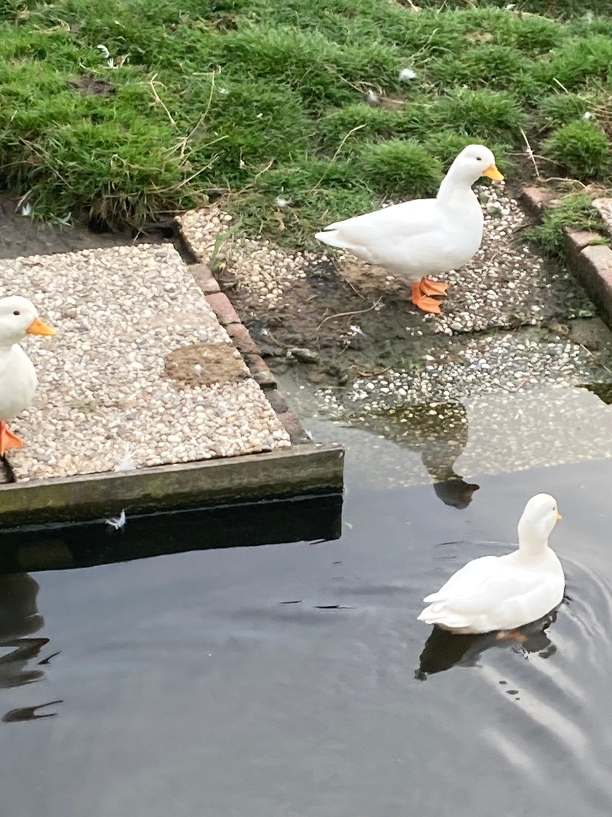 Te koop kwakers, Dieren en Toebehoren, Meerdere dieren, Eend