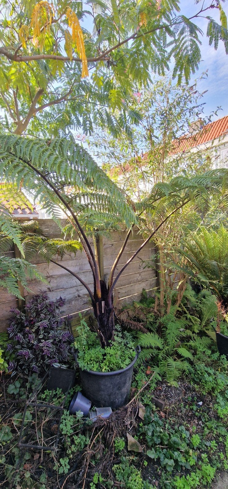 Boomvaren cyathea medullaris te koop, Bloeit niet, Overige soorten, 100 tot 250 cm, Volledige schaduw
