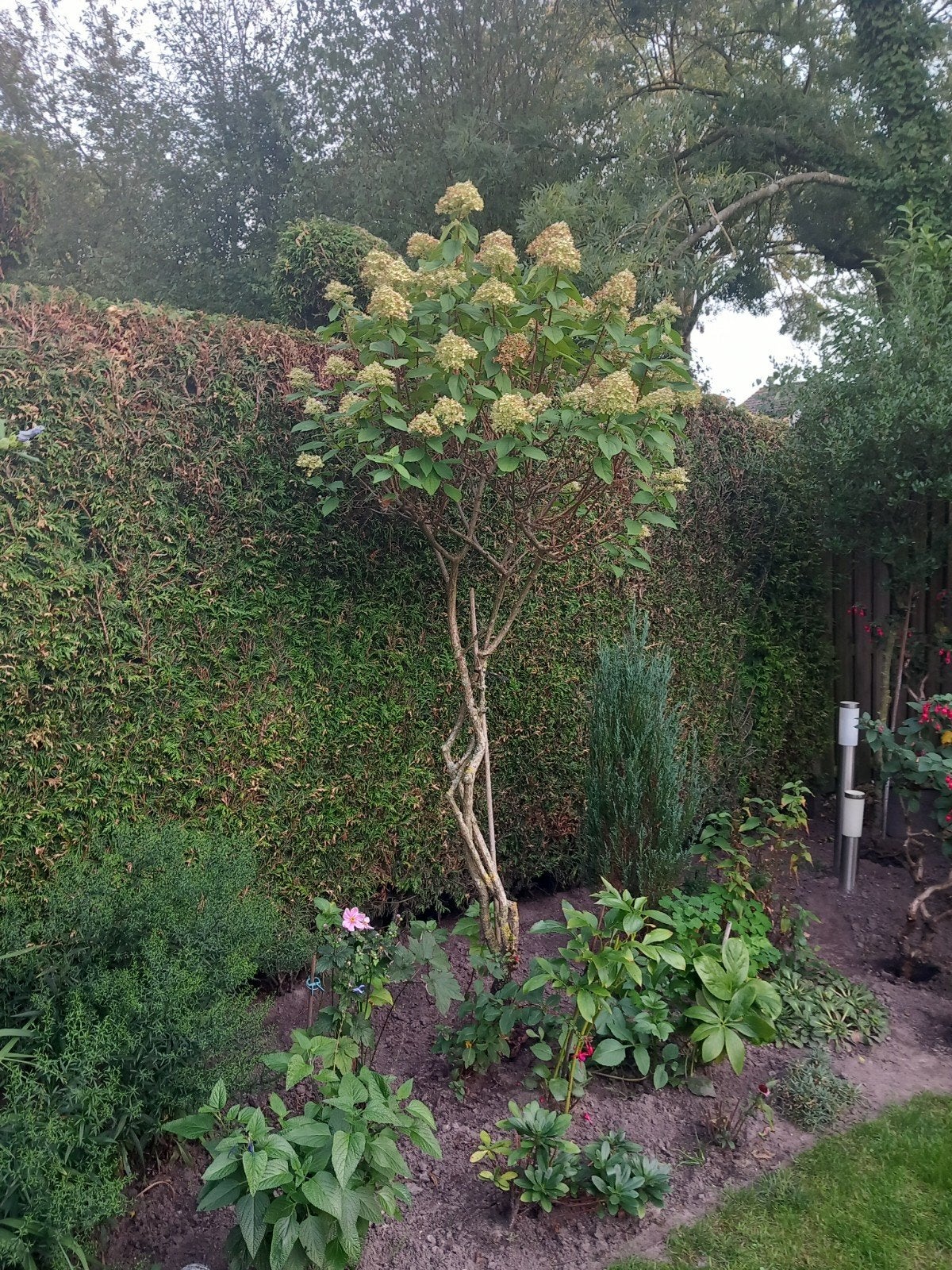 pluimhortensia, Ophalen, Volle zon, Overige soorten
