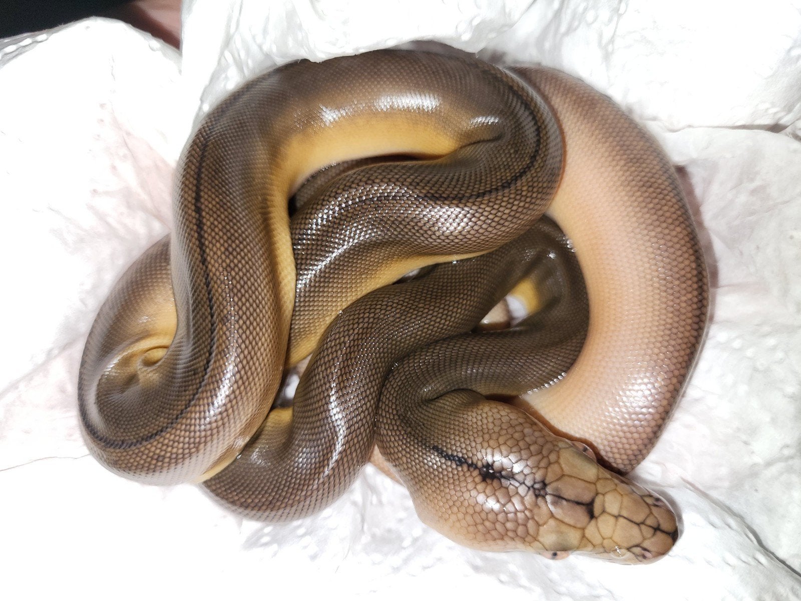 Binnekort te koop jonge retic  nk juni 26 Reticulated Python - unknown for sale from Twan