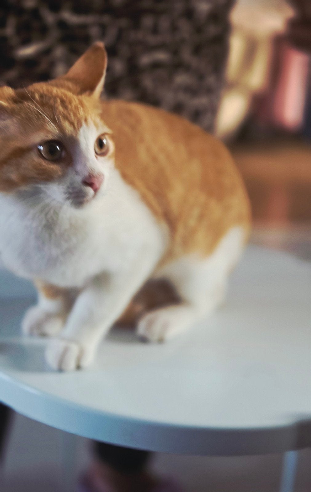 Gratis kitten, Dieren en Toebehoren, Geslacht onbekend, 0 tot 2 jaar