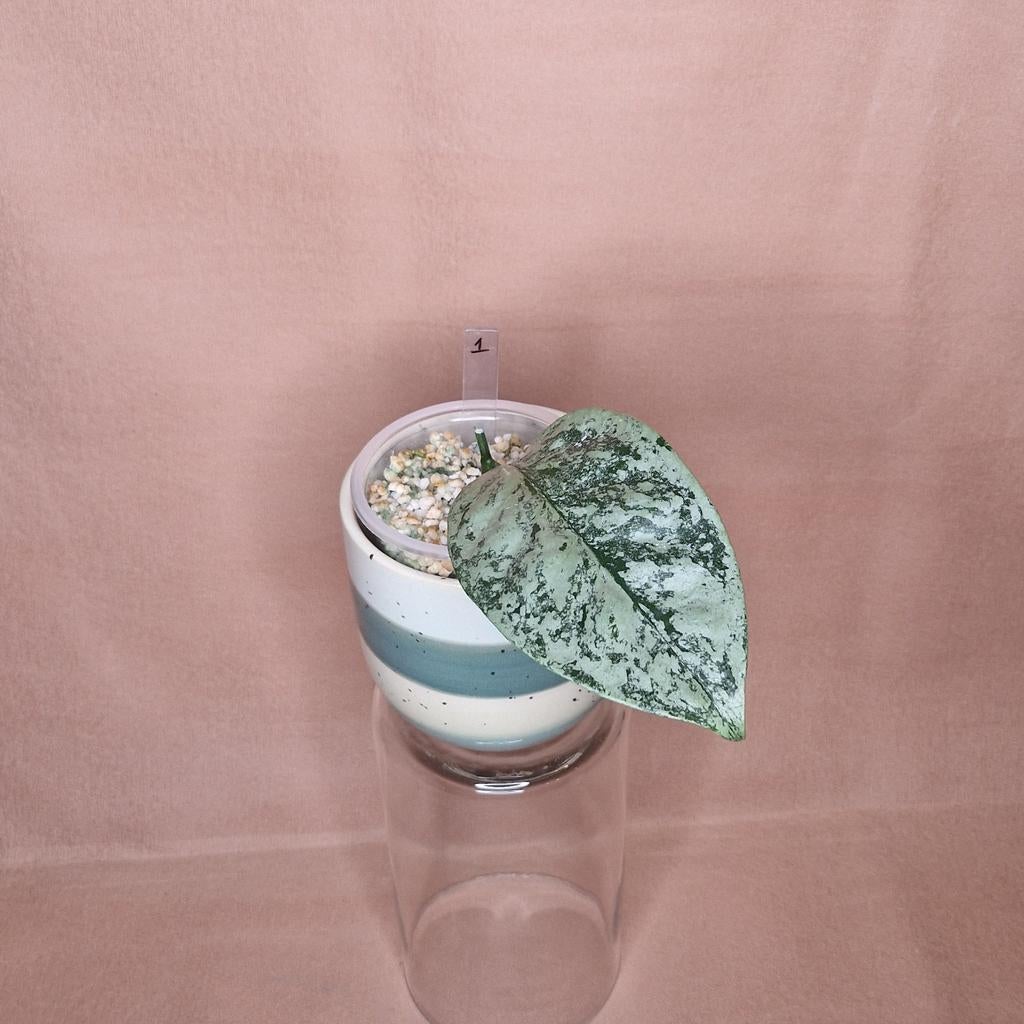 Hoya Coriacea Silver Splash 1, Overige soorten, Minder dan 100 cm, Bloeiende kamerplant, Halfschaduw