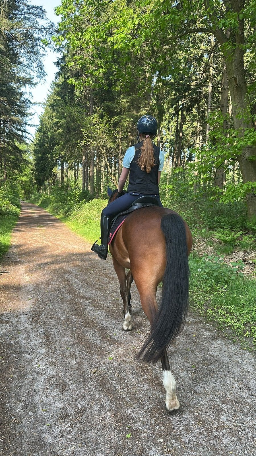 Ruin E-pony Z2 dressuur, Ruin, Recreatiepaard