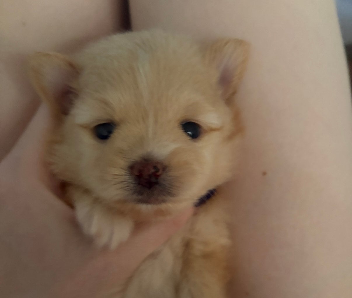 Pomeriaan X chihuahua pup (zeer klein), Parvo, 8 tot 15 weken, Meerdere, Nederland