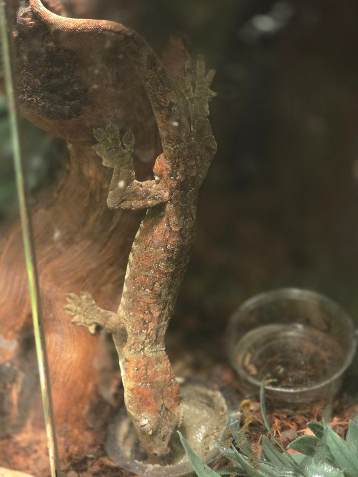 Opzoek vrouwtje mainland gekko, Dieren en Toebehoren, Reptielen en Amfibieën
