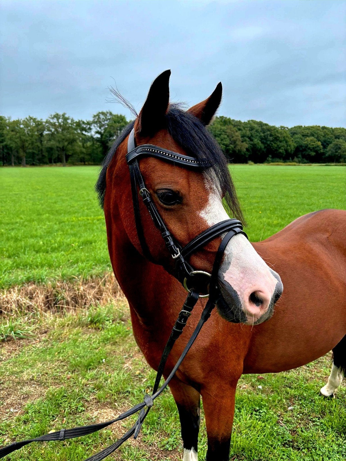 LIEVE 5j MERRIE TE KOOP, Dieren en Toebehoren, Merrie, Dressuurpaard
