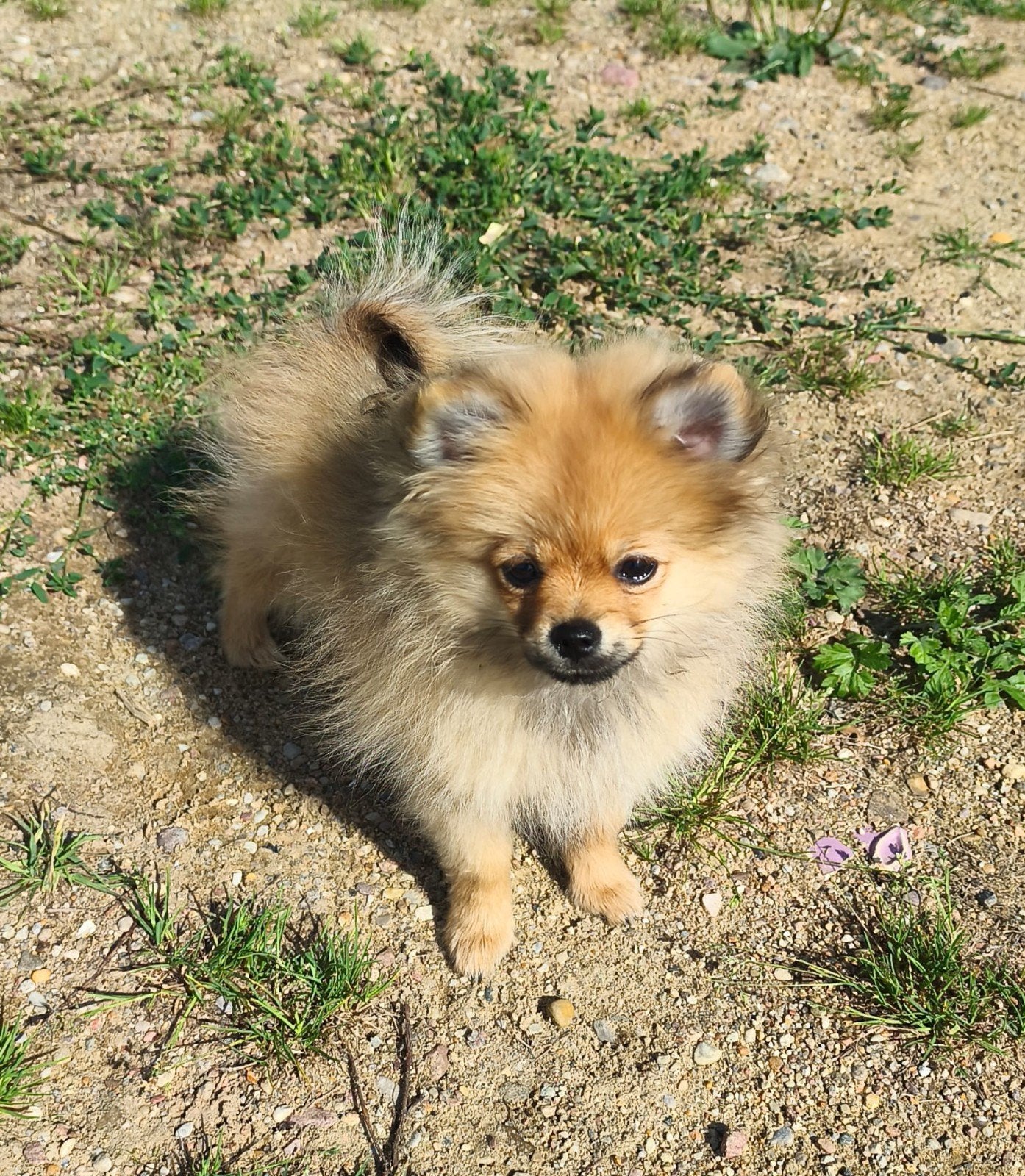 Pomeranian puppies!, Particulier, Keeshond, 15 weken tot 1 jaar, Buitenland