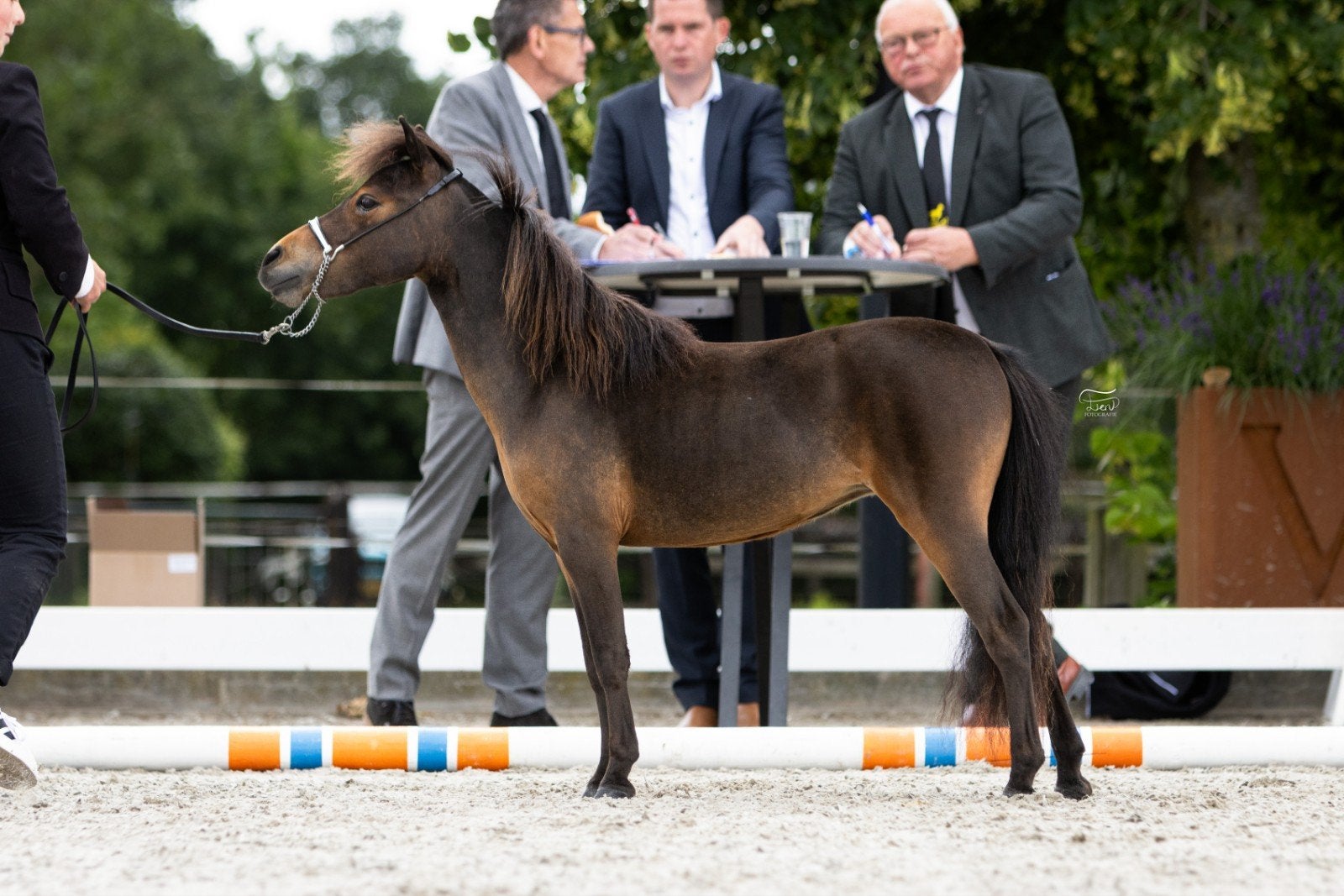 Minipaard merrie 80 cm 2 jaar., Dieren en Toebehoren, Pony's, Merrie, 0 tot 2 jaar