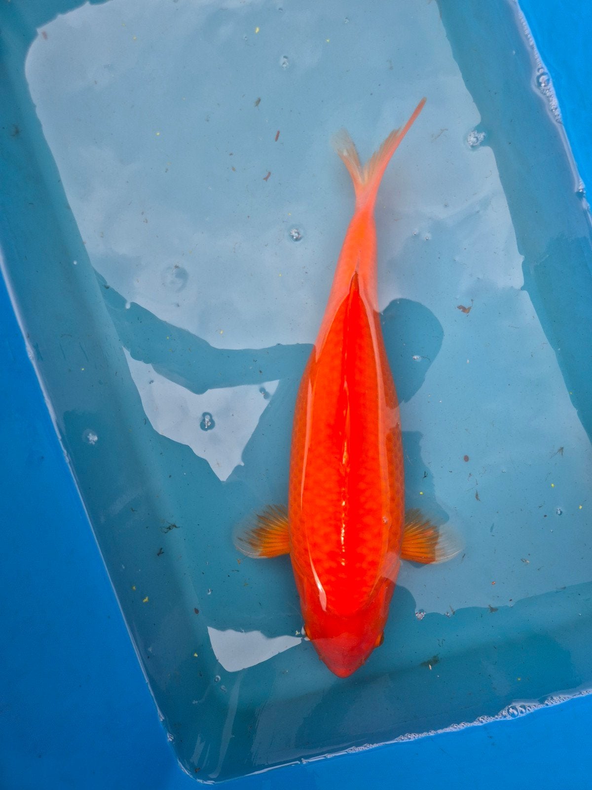 Japan koi Benigoi, Dieren en Toebehoren, Karper of Koi