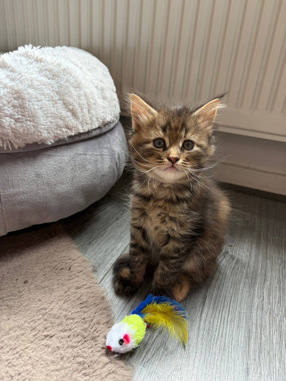 Maine coon kittens, Meerdere dieren, Ontwormd