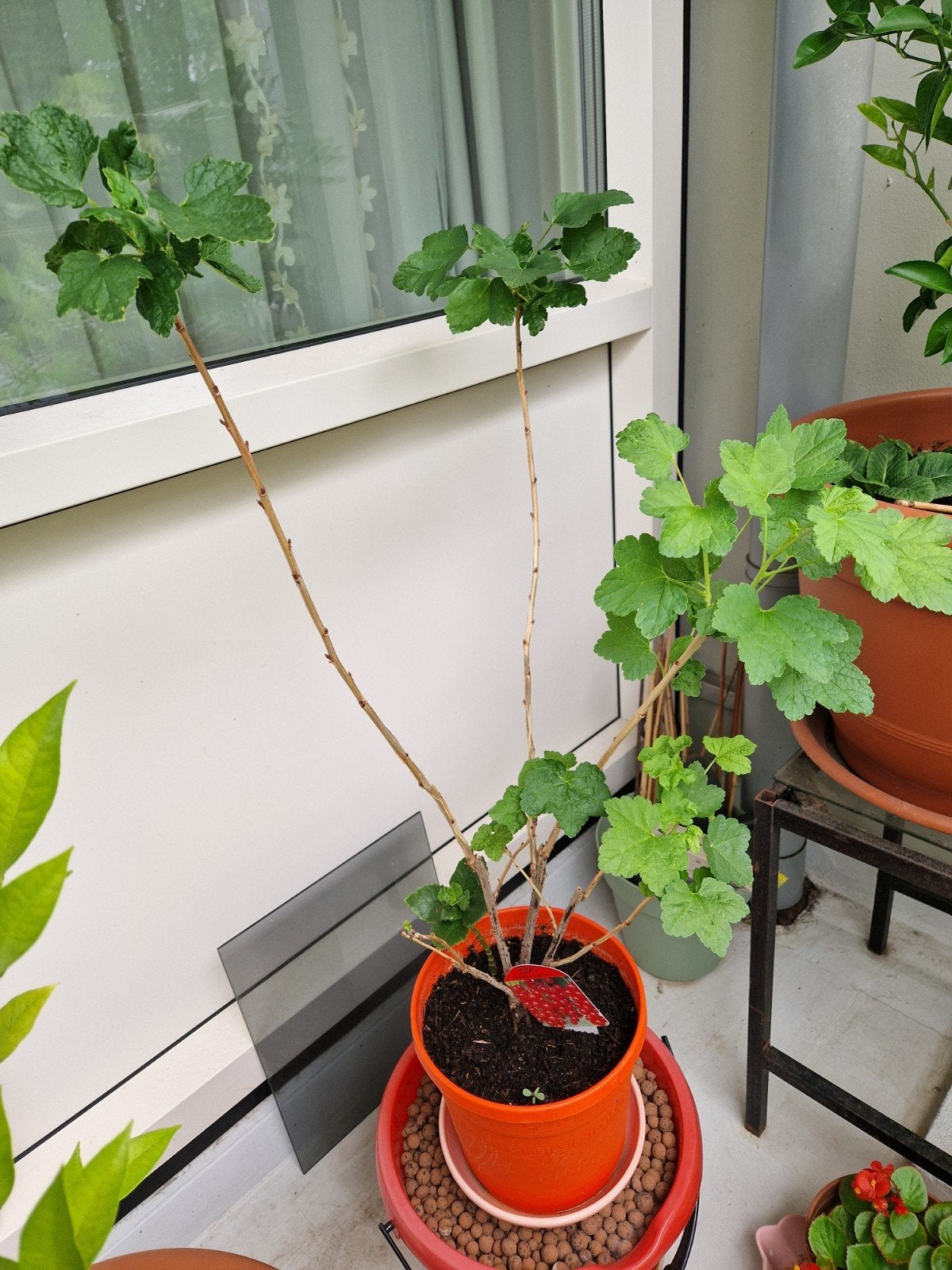 rode bes bessenstruik aalbes rode bes plant ribes rubrum, Tuin en Terras, Ophalen, Vaste plant, Fruitplanten
