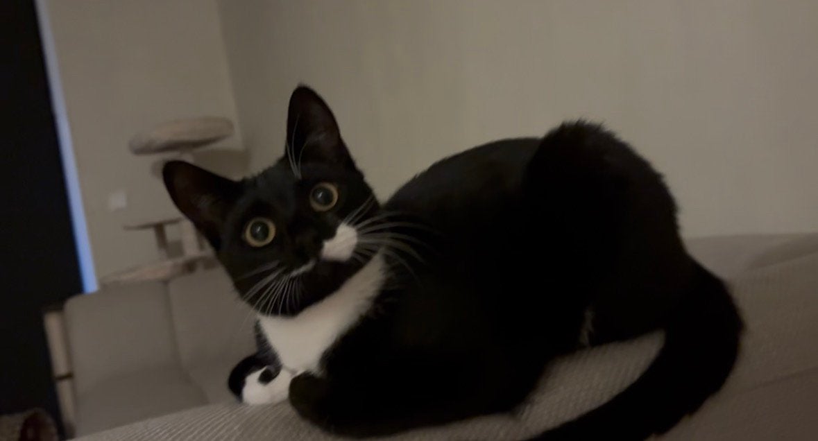 Ik zoek een nieuw huisje voor mona️, Dieren en Toebehoren, Poes