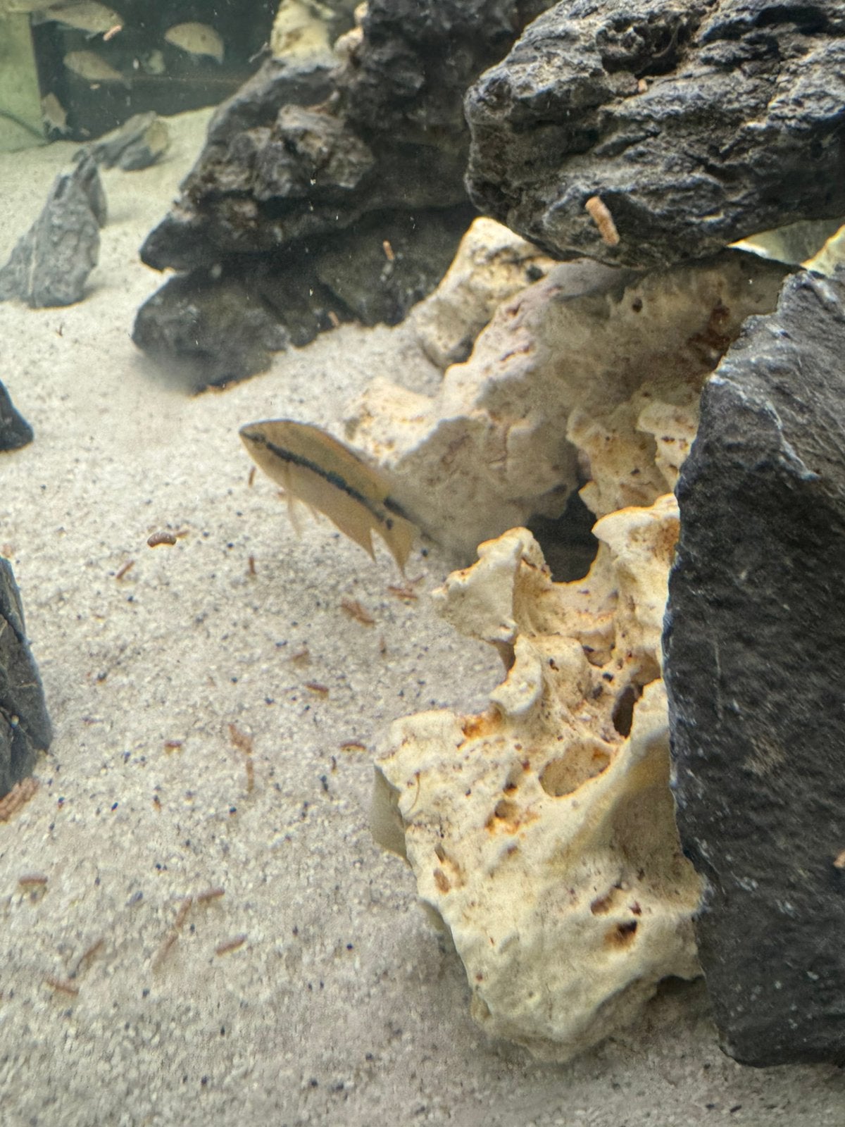 Baby salvini cichlide, Dieren en Toebehoren, Vissen | Aquariumvissen, Vis