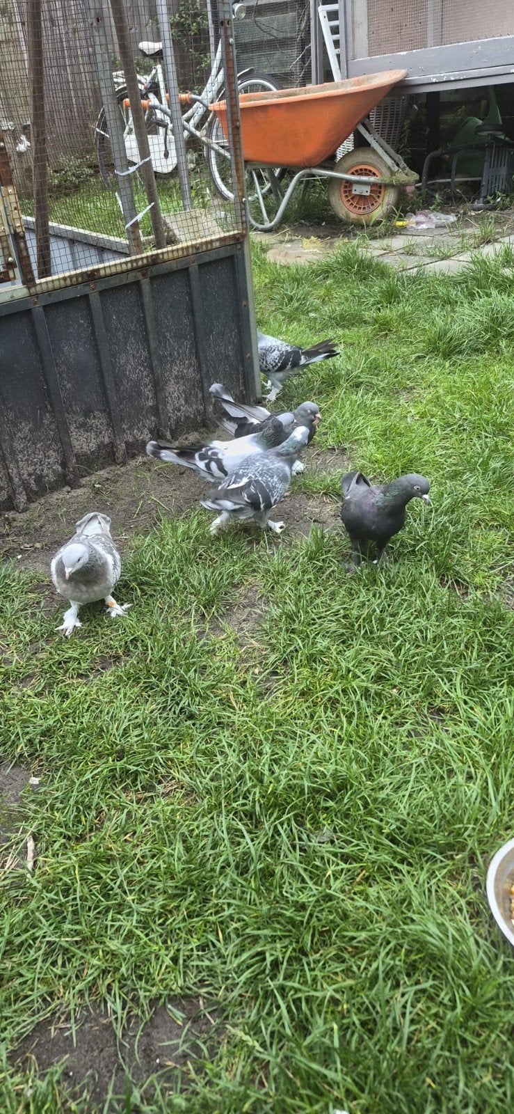 jonge takla duiven, Dieren en Toebehoren, Meerdere dieren
