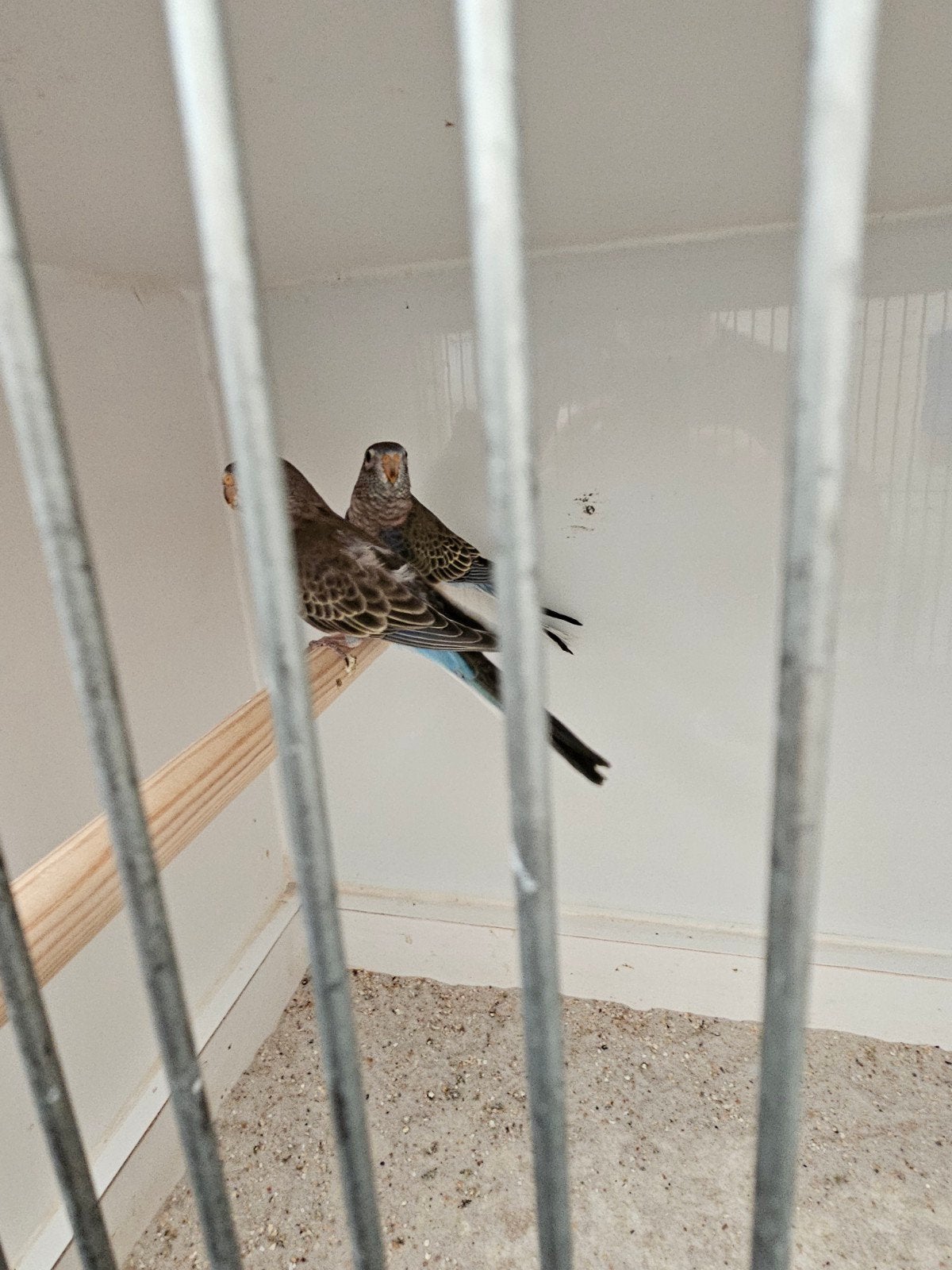 2 jonge bourkes parkieten, Meerdere dieren, Parkiet