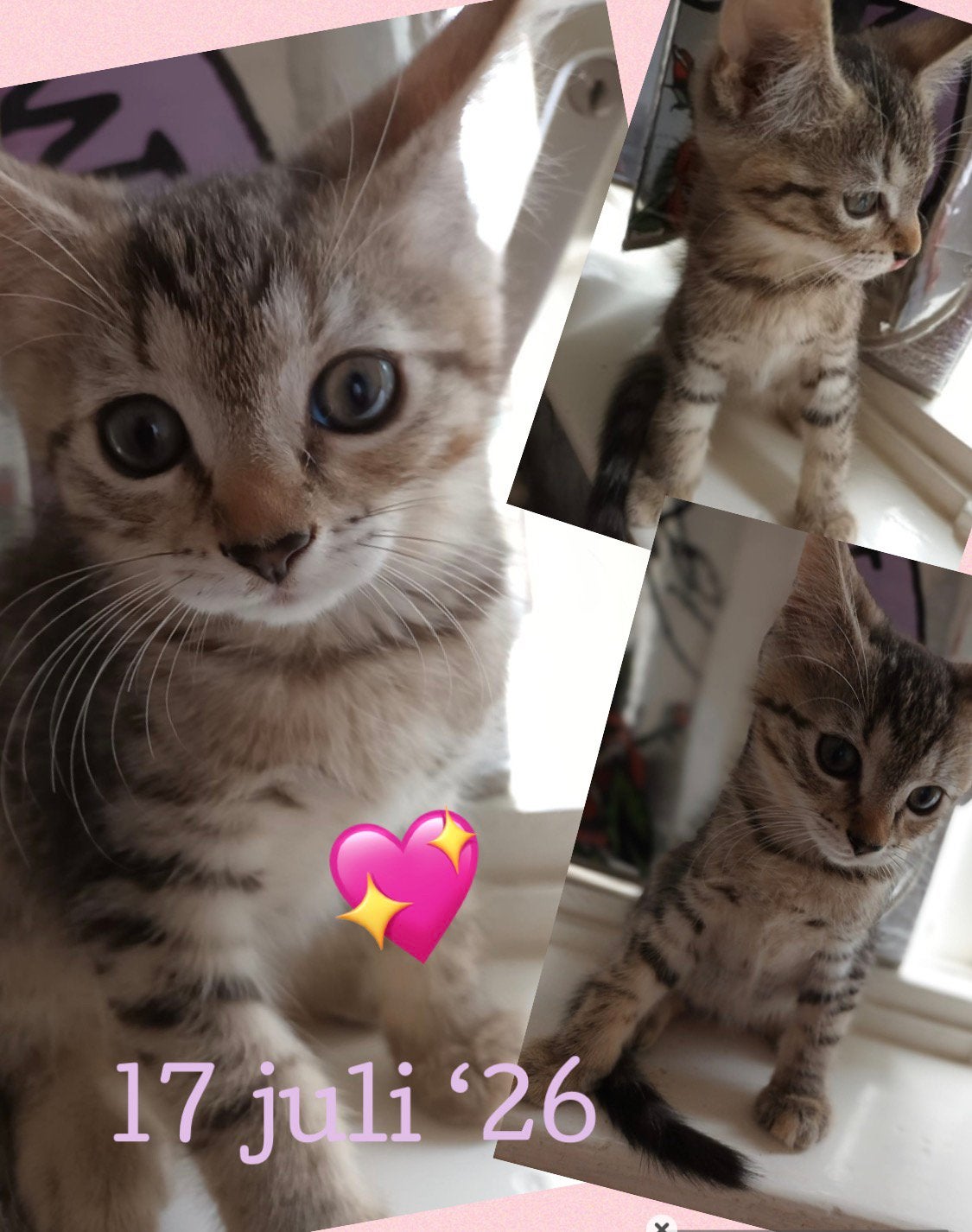 Prachtige Maine Coon  X Perzische  nog 2 poesjes beschikbaar, Dieren en Toebehoren, Katten en Kittens | Raskatten | Langhaar, Meerdere dieren