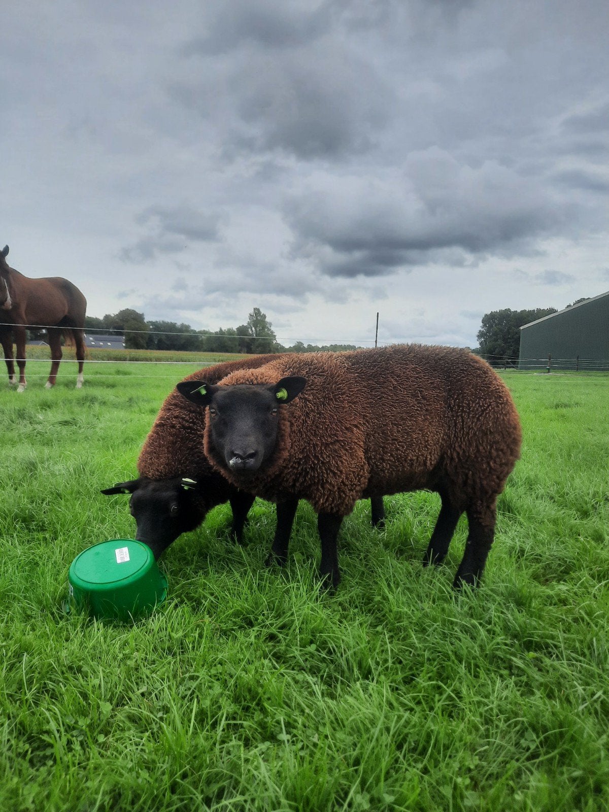 mooie ooilammeren, Vrouwelijk, Schaap