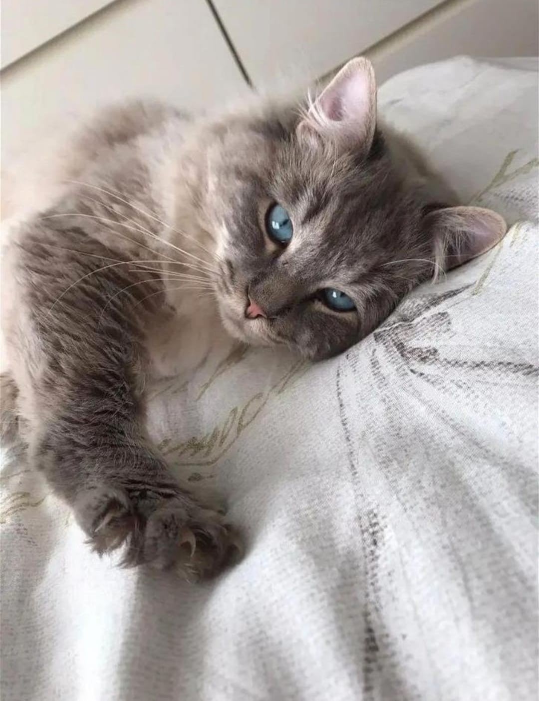 Ragdoll dekkater met dekkingsgaratie, Kater, Gechipt, 0 tot 2 jaar