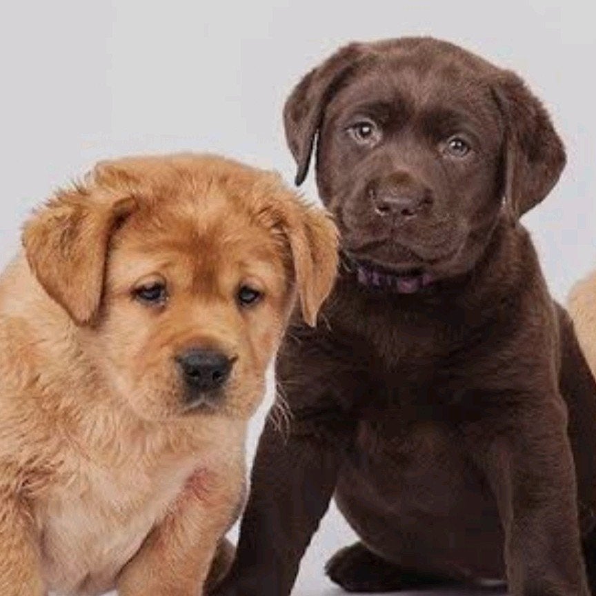 Labrador pup gezocht!!  (Showlijn), Dieren en Toebehoren, Honden | Retrievers, Spaniëls en Waterhonden, Reu, 8 tot 15 weken, Labrador retriever
