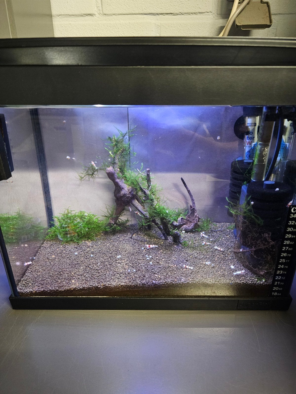 aquarium 20l met 10 crystal red garnalen, Dieren en Toebehoren, Ophalen, Inclusief deksel, Superfish, Gevuld zoetwateraquarium