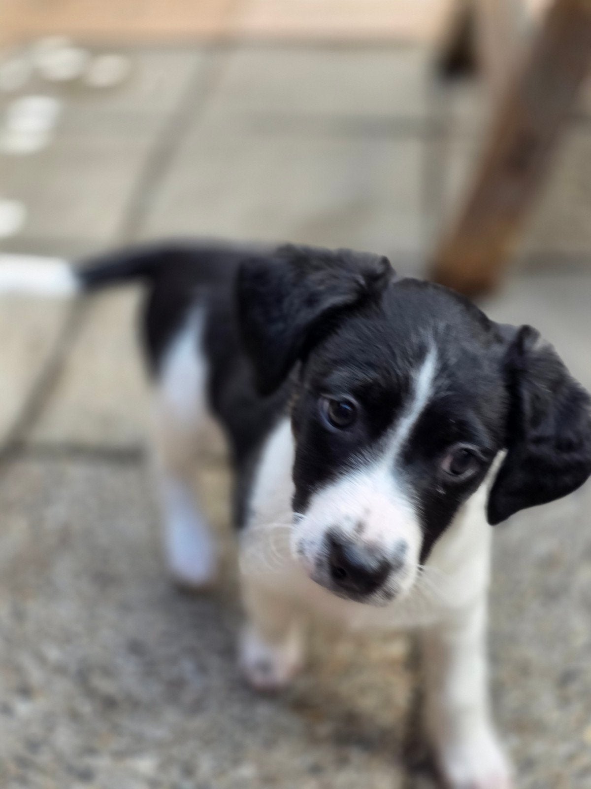 jack Russel Pup, Dieren en Toebehoren, 8 tot 15 weken, Teef, Eén hond, Klein
