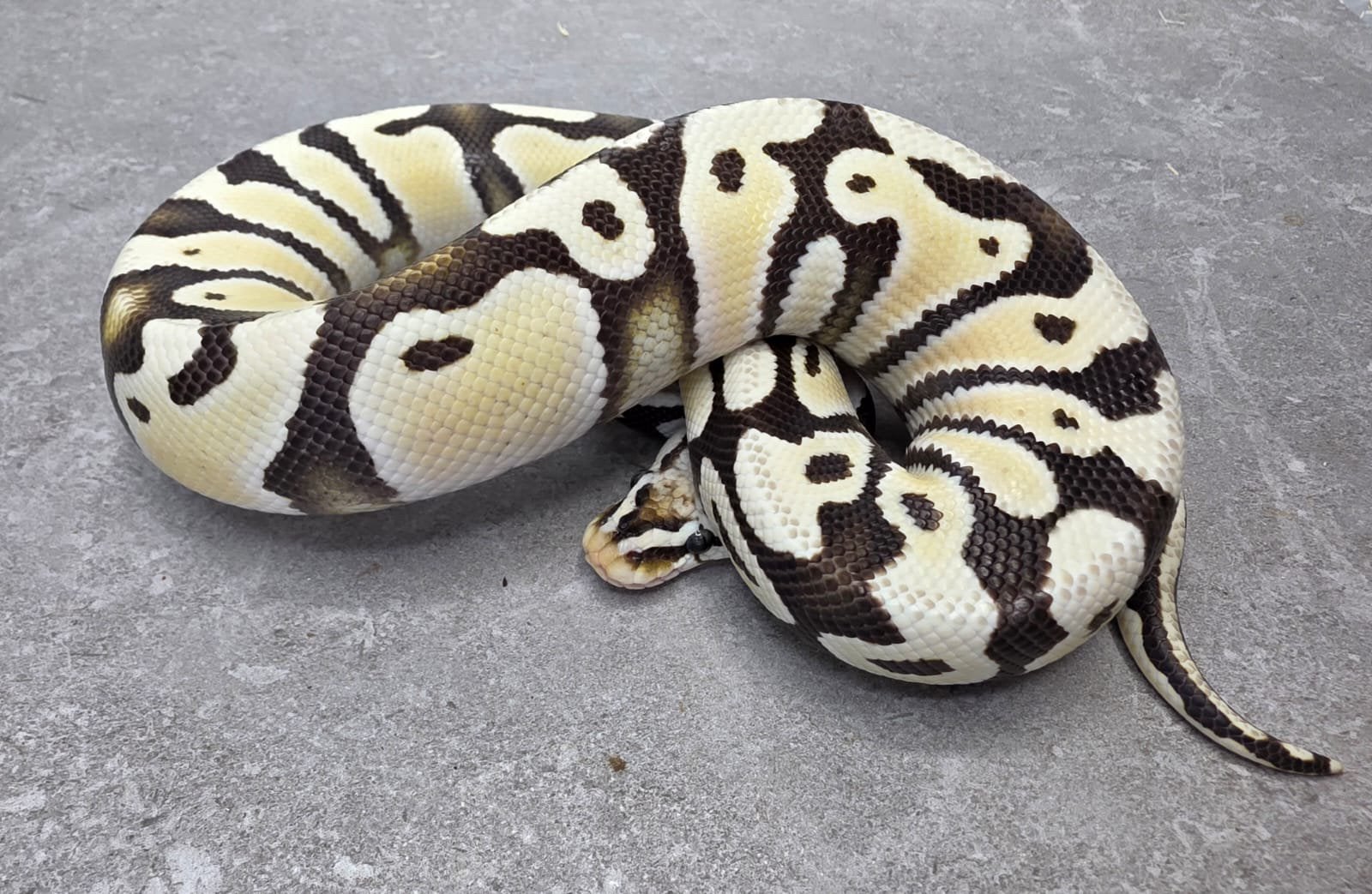 Kweekman Pastel DG het clown koningspython ballpythons, Dieren en Toebehoren, Slang, 0 tot 2 jaar