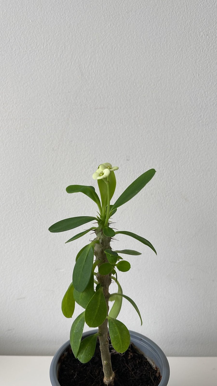 Euphorbia milii, Ophalen of Verzenden