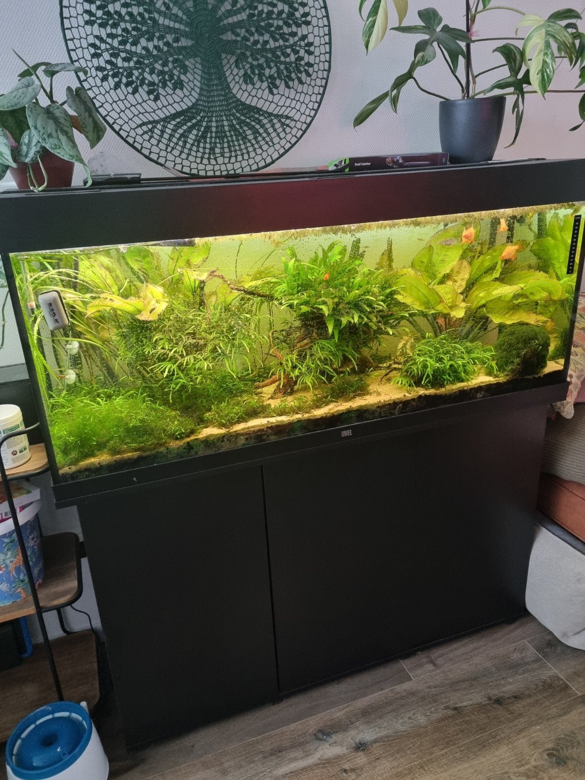 juwel aquarium, Ophalen, Gebruikt, Gevuld zoetwateraquarium