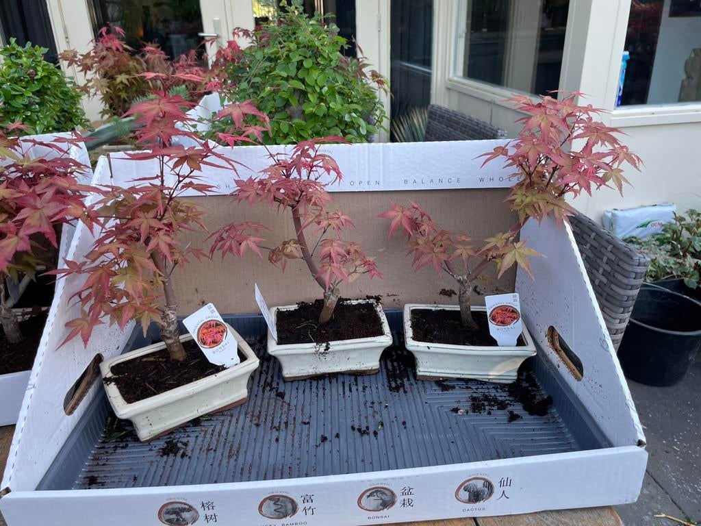 Bonsai Japanse Esdoorn - NU 5 voor €100, Tuin en Terras, Overige soorten, Vaste plant, Ophalen of Verzenden, Bloeit niet