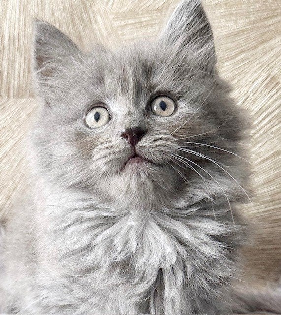 Prachtige blue/tabby ragdoll x Britse korthaar kittens, Meerdere dieren, 0 tot 2 jaar
