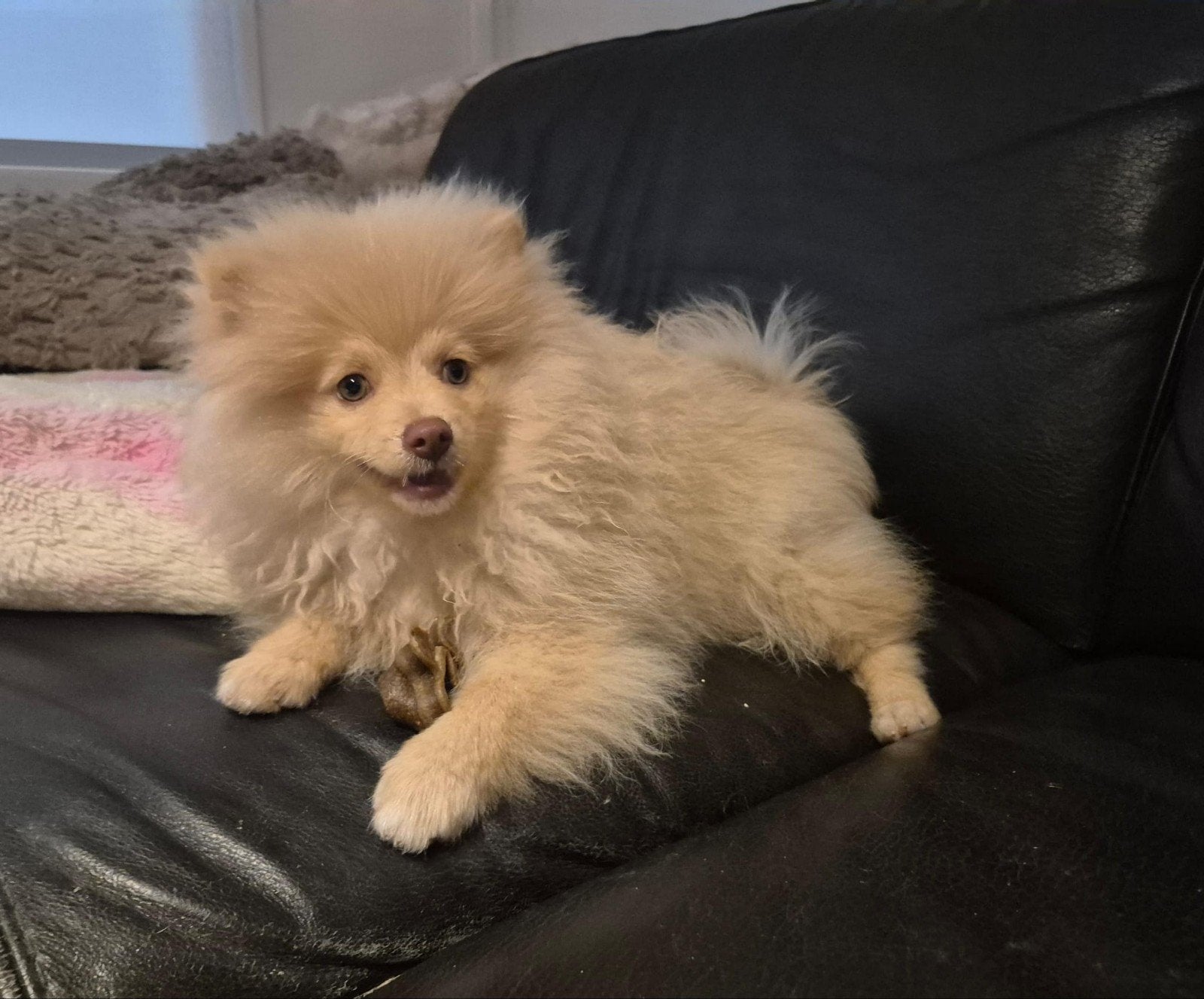 Chihuahua teefje en pomeriaan pups, 15 weken tot 1 jaar, CDV (hondenziekte), Meerdere, Meerdere dieren