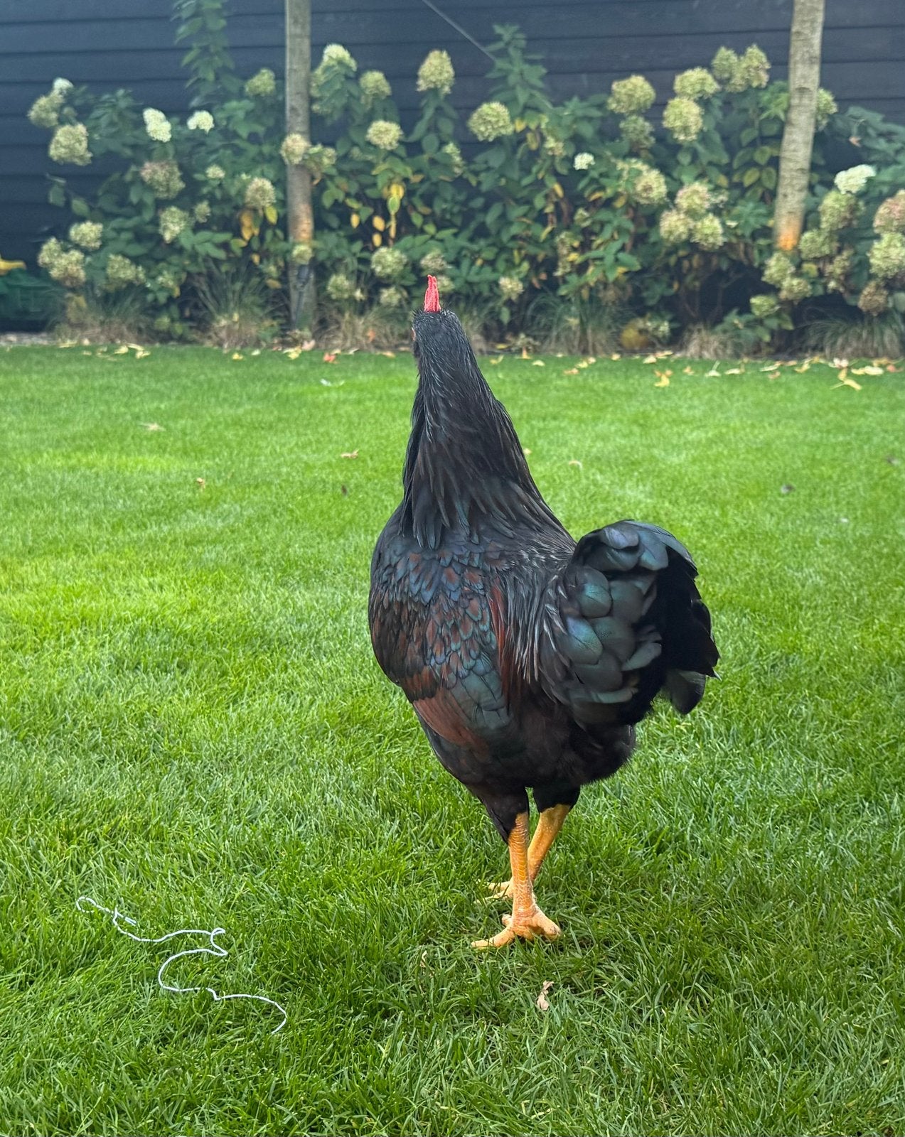 Raszuivere Barnevelder Kriel haan, Mannelijk, Kip