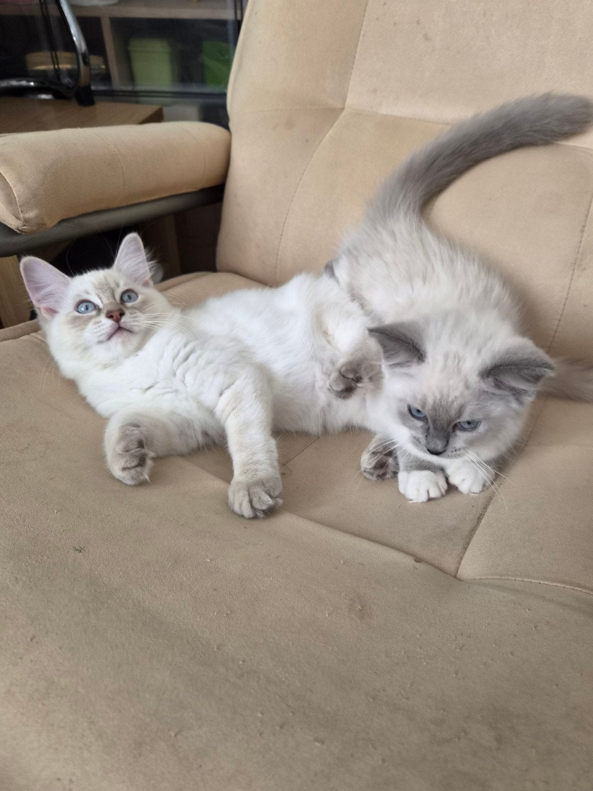 2 Ragdolls kittens (poesjes), Dieren en Toebehoren, Meerdere dieren, Ontwormd, 0 tot 2 jaar
