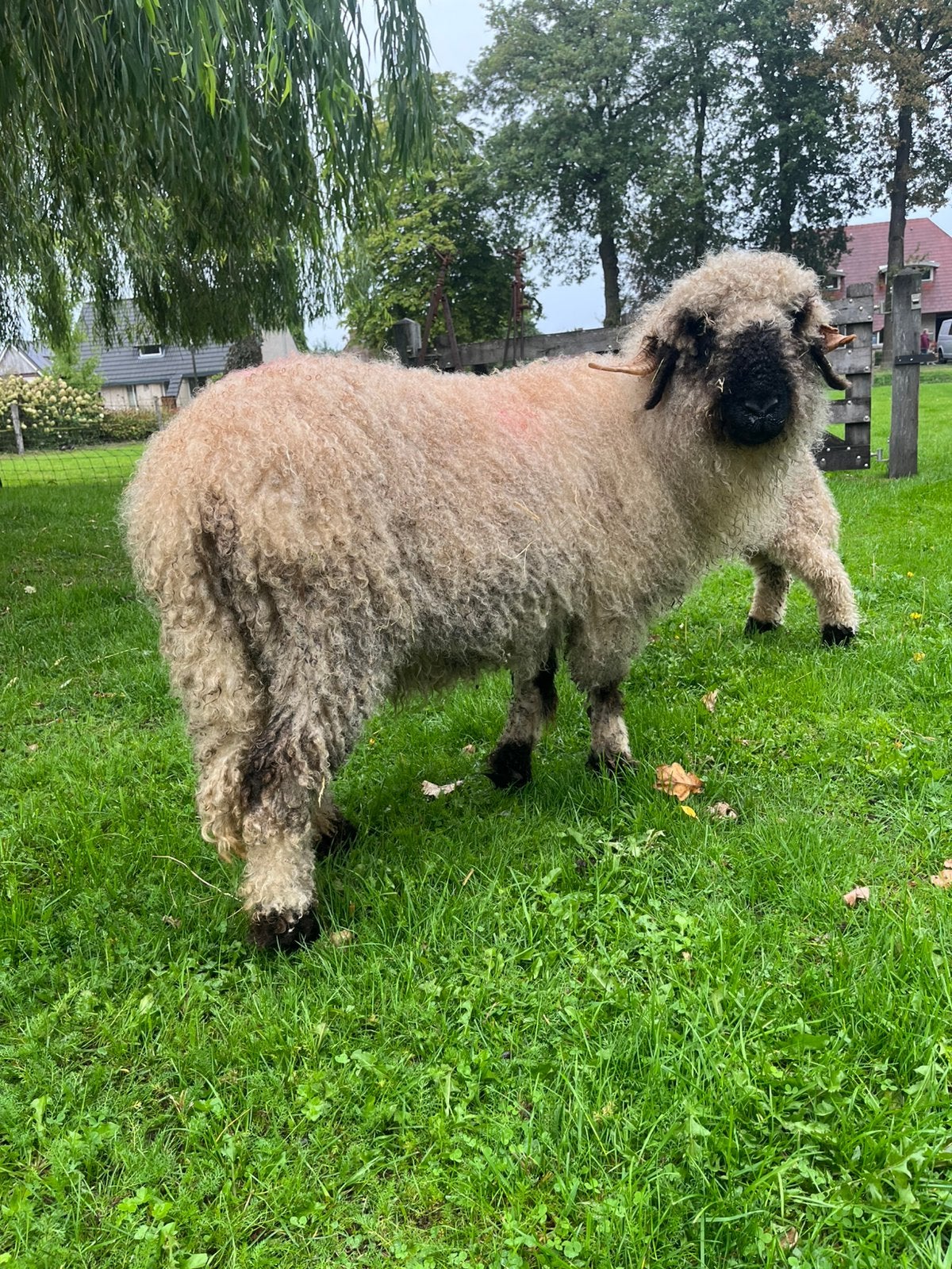 Walliser schwarznase ooi te koop, Vrouwelijk, Schaap, 3 tot 5 jaar