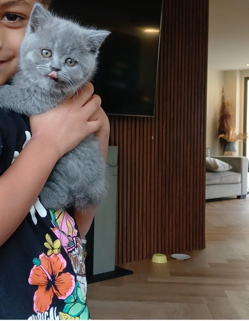 Britse korthaar kittens, Meerdere dieren, Ontwormd, 0 tot 2 jaar