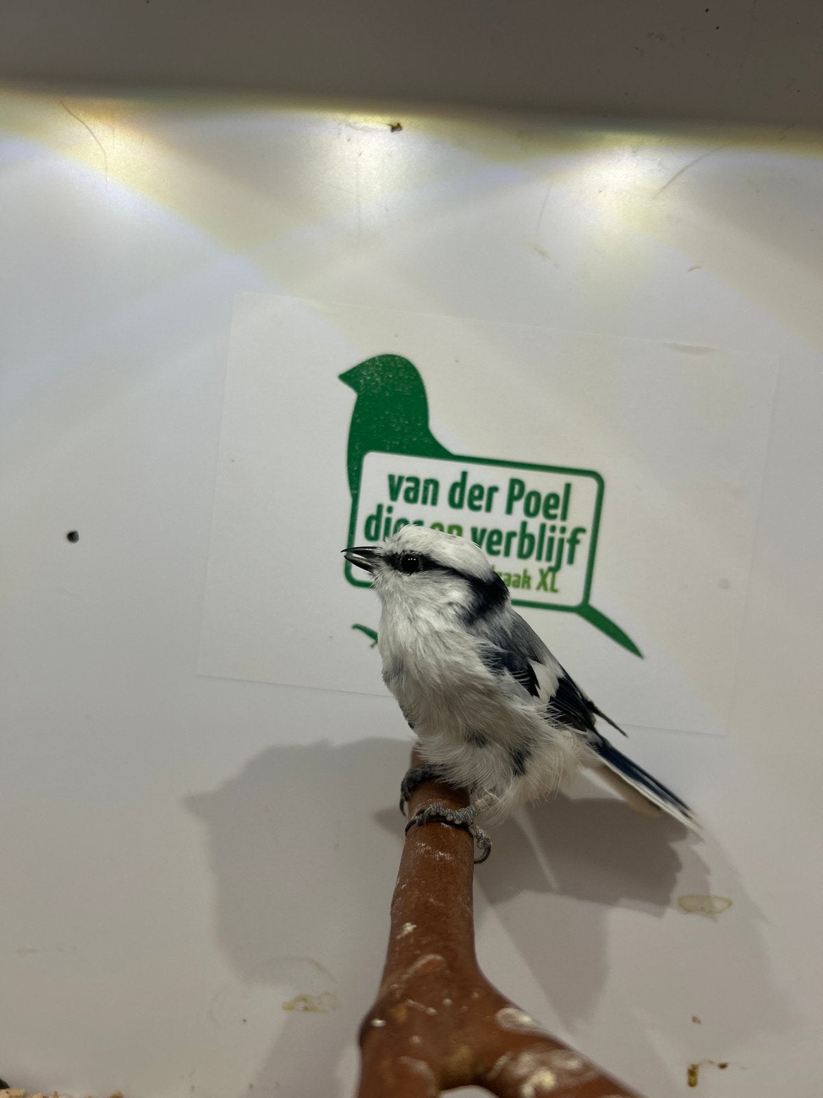 1-0 azuurmees, Dieren en Toebehoren, Mannelijk, Wildzangvogel, Geringd