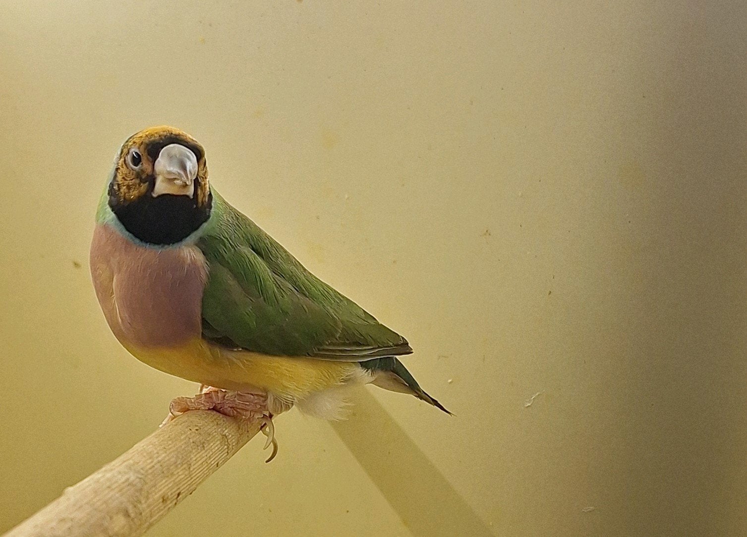 gouldamadine popje, Dieren en Toebehoren, Vrouwelijk, Tropenvogel, Geringd