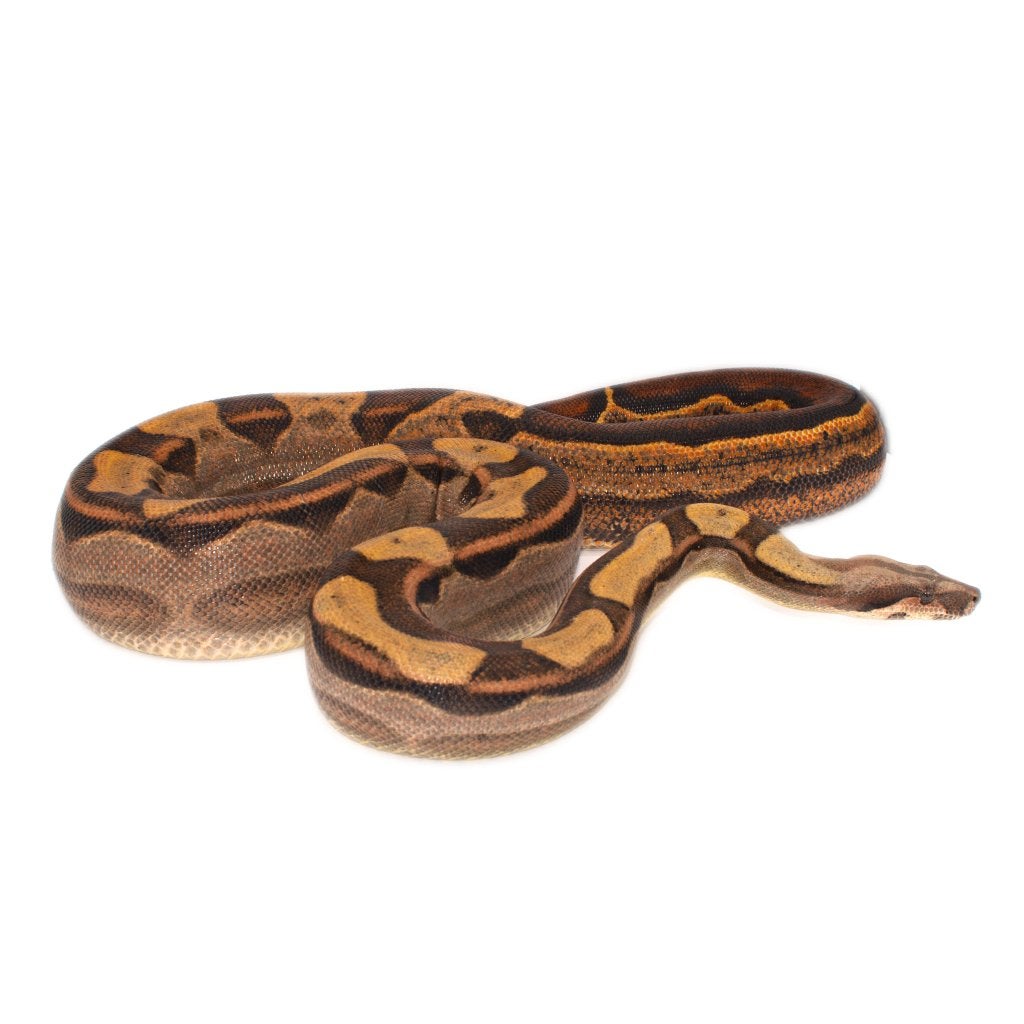 Boa Constrictor Imperator Litter 01 2026 Boa Constrictor photo 19