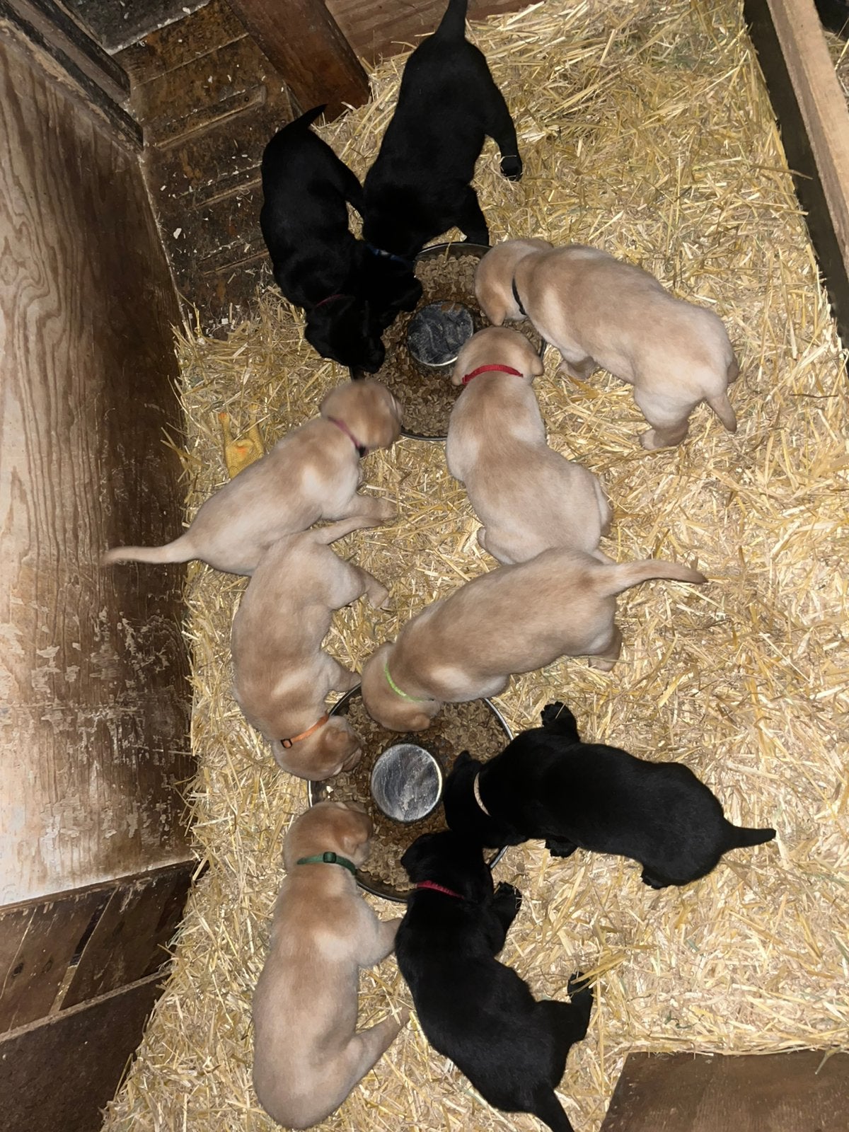 blonde en zwarte Labrador puppy‘s, Fokker | Hobbymatig, CDV (hondenziekte), 8 tot 15 weken, Buitenland