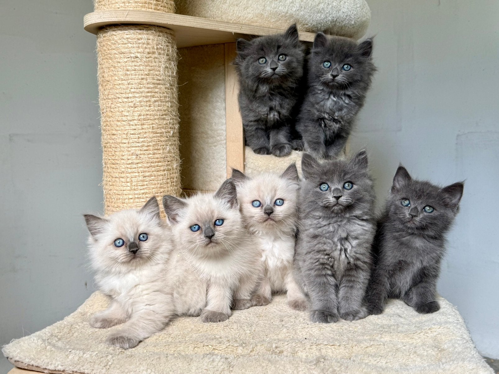 Prachtige Ragdoll kittens mogen verhuizen, Dieren en Toebehoren, Meerdere dieren, Gechipt, 0 tot 2 jaar
