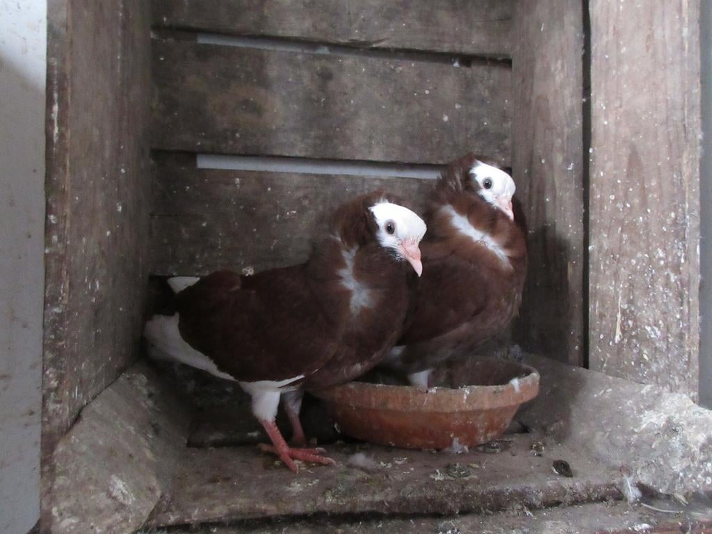 Twee Kapucijner duiven te koop!, Dieren en Toebehoren, Vogels | Duiven, Meerdere dieren, Overige soorten