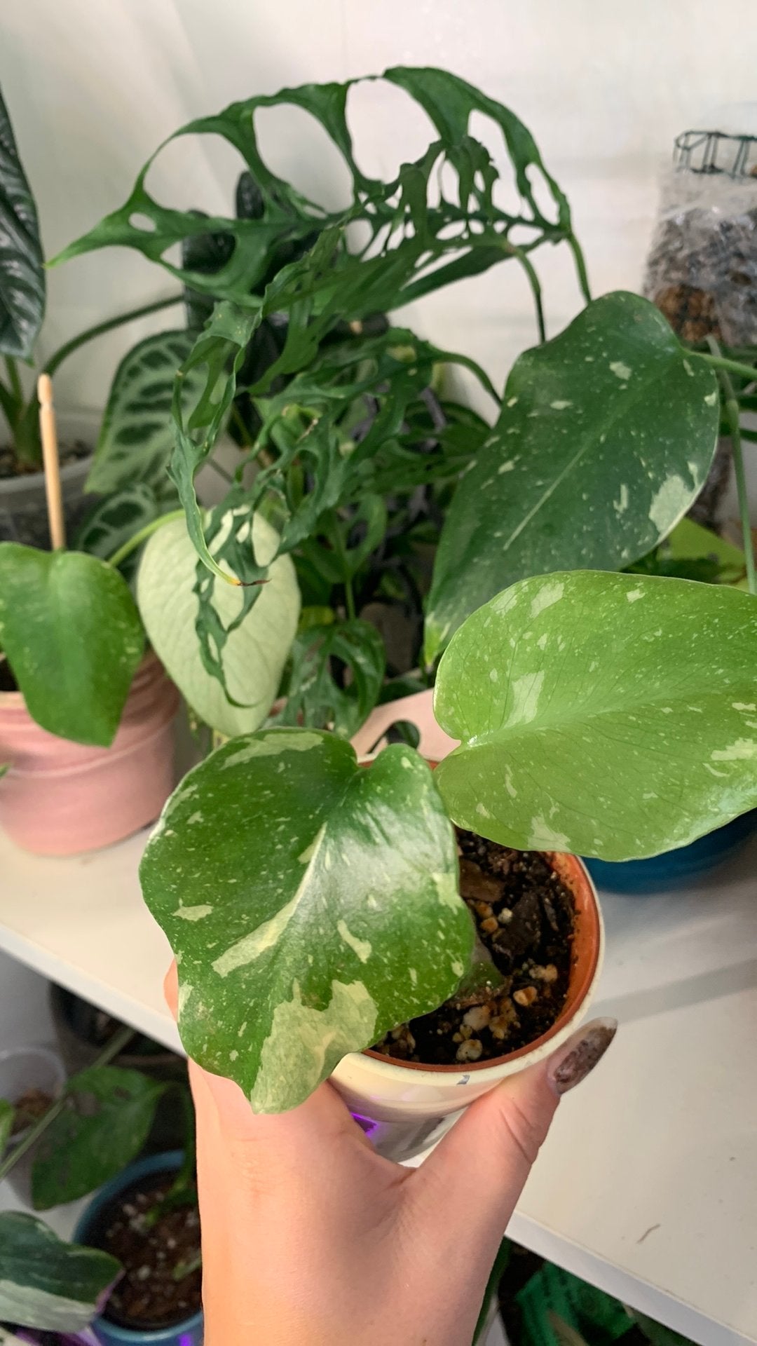 Monstera thai constellation, Huis en Inrichting, Kamerplanten, Ophalen, Halfschaduw, Minder dan 100 cm