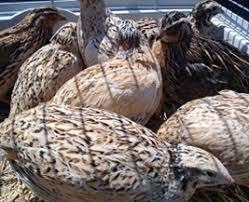 Kwarteltjes [Japanse], Meerdere dieren, Overige soorten